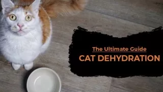 The Ultimate Guide: Cat Dehydration