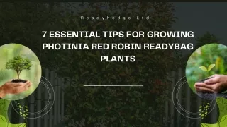 7 Essential Tips for Growing Photinia Red Robin Readybag Plants