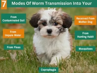 7 Modes of Worm Transmission Into Your Dog