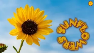 Sunflowers4