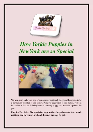 How Yorkie Puppies in NewYork are so Special