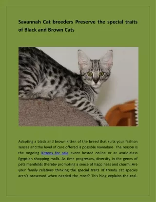 Savannah Cat breeders Preserve the special traits of Black and Brown Cats