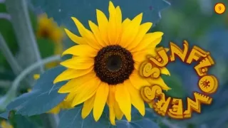 Sunflowers9