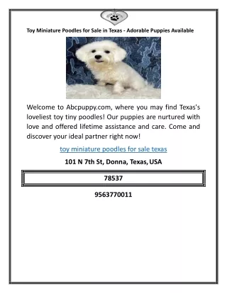 Toy Miniature Poodles for Sale in Texas