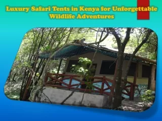 Luxury Safari Tents in Kenya for Unforgettable Wildlife Adventures