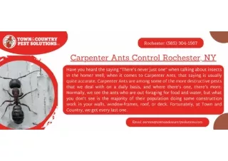 Rochester Ant control NY  - TAC