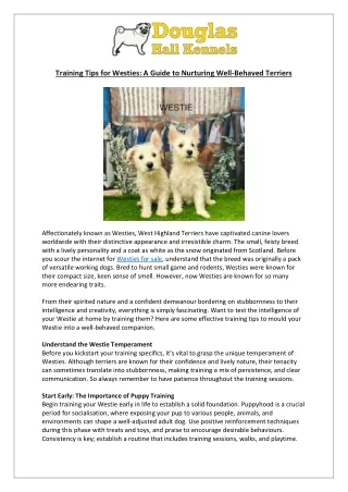 Westies for Sale | Training Tips for New Owners | DHK
