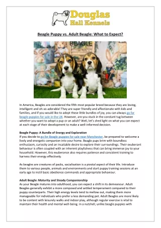 What to Expect from a Beagle Puppy & an Adult Beagle | DHK