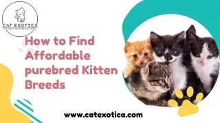 Purebred Persian Kittens for sale in Bangalore