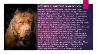 Best Pitbull Breeders In Virginia VA