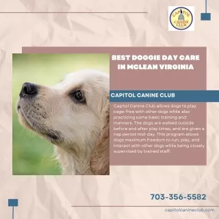 Best Doggie Day Care in McLean Virginia
