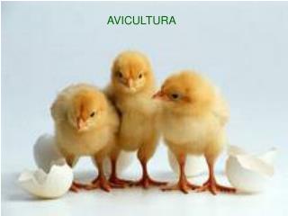 AVICULTURA