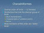 Charadriiformes