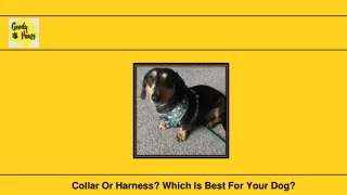 Collar Or Harness Which Is Best For Your Dog