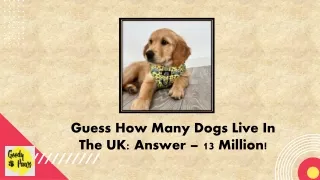 Guess How Many Dogs Live In The UK Answer – 13 Million!