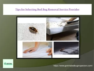 Tips for Selecting Bed Bug Removal Service Provider