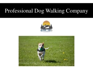 Professional Dog Walking Company