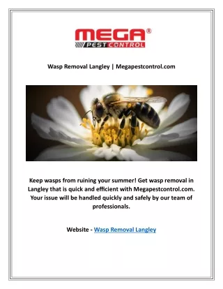 Wasp Removal Langley | Megapestcontrol.com
