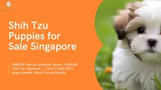 Shih Tzu Puppies for Sale Singapore