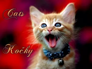 Kocky - Cats (Renny)