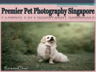 Premier Pet Photography Singapore