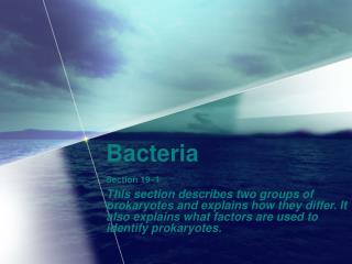 Bacteria