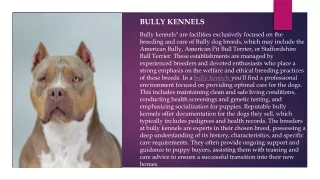 bully kennels.