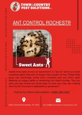 ANT Control Rochester