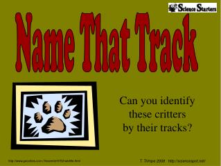 Can you identify these critters by their tracks?