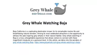 Gray Whales Giants of the Deep