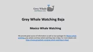 Mesmerizing Mexico Whale Watching Vacations