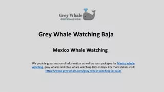 Mesmerizing Mexico Whale Watching Vacations