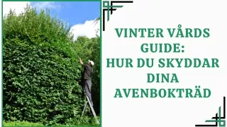 Vinter vårds guide: Hur Du Skyddar Dina Avenbokträd