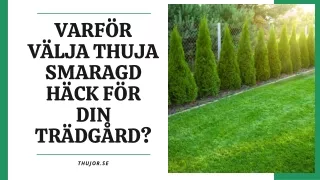 Varför välja Thuja Smaragd Häck för din trädgård?