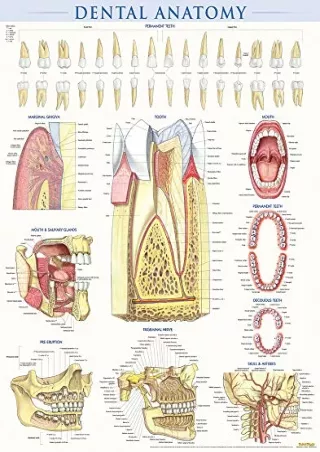 [READ DOWNLOAD] Dental Anatomy Poster (22 x 28 inches) - Laminated: a QuickStudy Reference