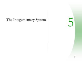 The Integumentary System