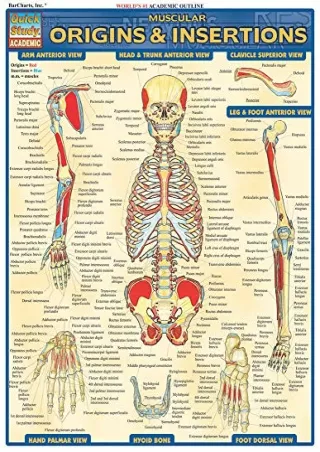 PDF Download Muscular Origins & Insertions (Quick Study Academic) bestselle