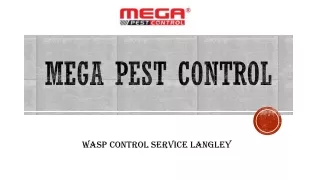 Wasp Control Service Langley | Megapestcontrol.com