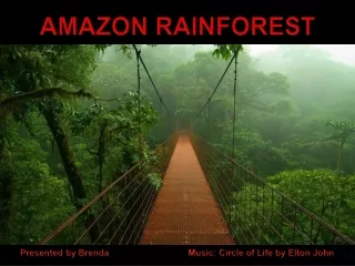 Amazonsky prales - Amazon Rainforest (Brenda)