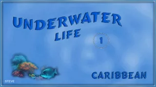 Podmorsky zivot - Underwater Life (Steve) 1