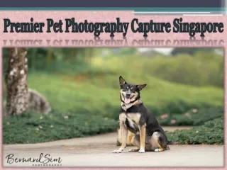 Premier Pet Photography Capture Singapore