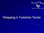 Wrapping A Yorkshire Terrier