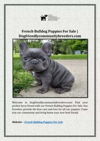 French Bulldog Puppies For Sale | Dogfriendlycommunitybreeders