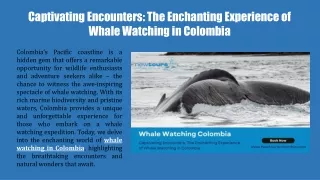 Captivating Encounters The Enchanting Experience of Whale Watching in Colombia