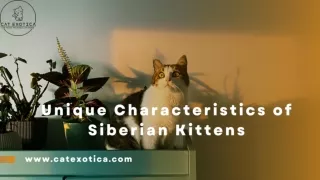 Unique Characteristics of Siberian Kittens