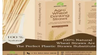 100%Natural Biodegradable Eco Friendly Nature Wheat Straws