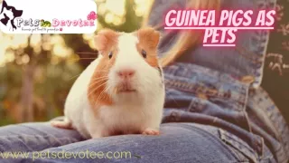 GUINEA PIG