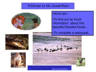 Welcome to the Sunderbans