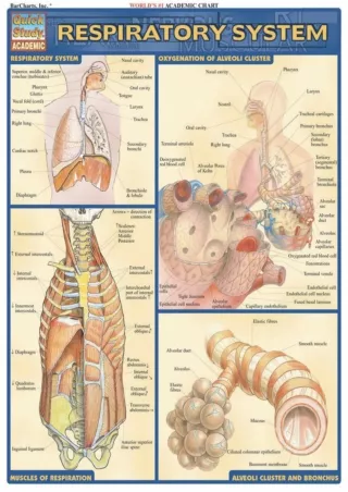 Download Book [PDF] Respiratory System (Quick Study: Academic) bestseller