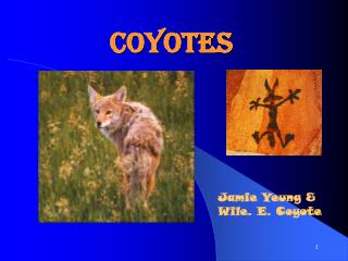 Coyotes